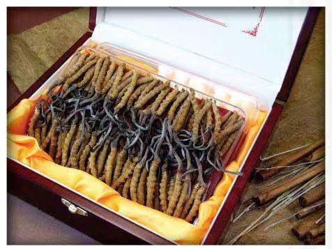 工业园区冬虫夏草回收